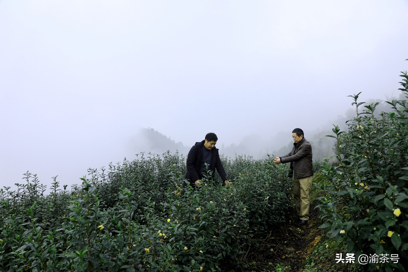 共谋茶产业的发展,茶产业发展简报