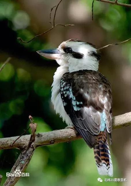 当年澳洲广播电台常播歌曲,澳洲广播电台你喜爱的歌合集