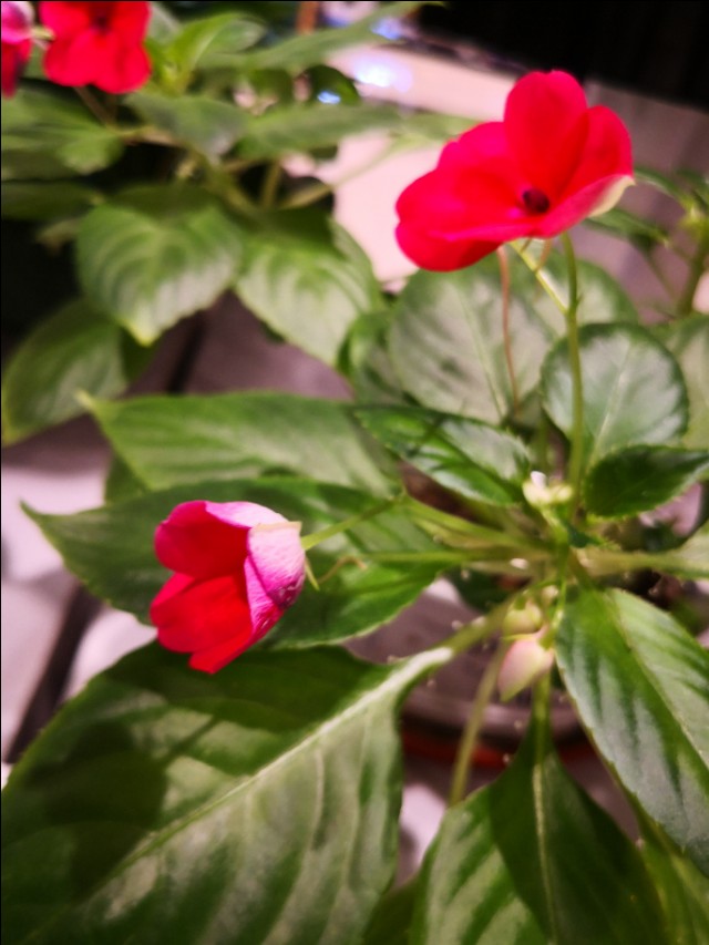 西宁之夏丨遇见美丽的凤仙花