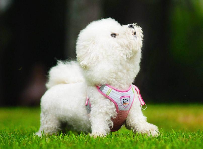 比熊犬怎么知道身上有虫子,怎么知道比熊狗有皮肤病