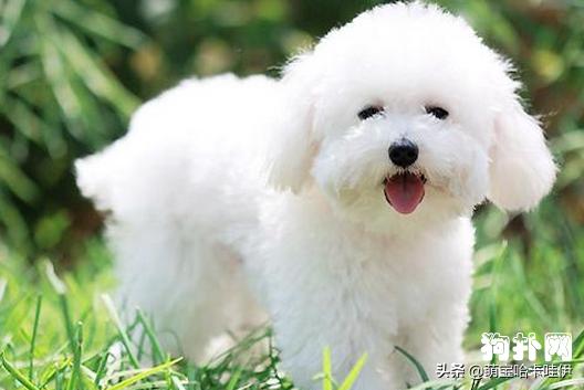 比熊犬怎么训练坐下握手,比熊犬应该怎么训练