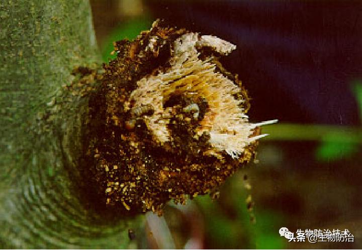 蛀干害虫是钻蛀害虫吗,果树枝干钻蛀害虫图片