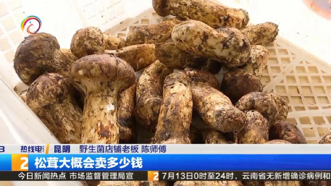 云南菌子交易市场直播,专门卖菌子直播