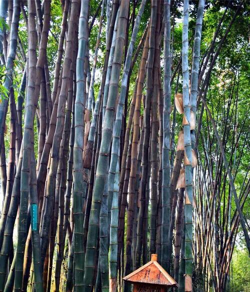 成都望江楼公园简介,成都望江楼公园要门票吗