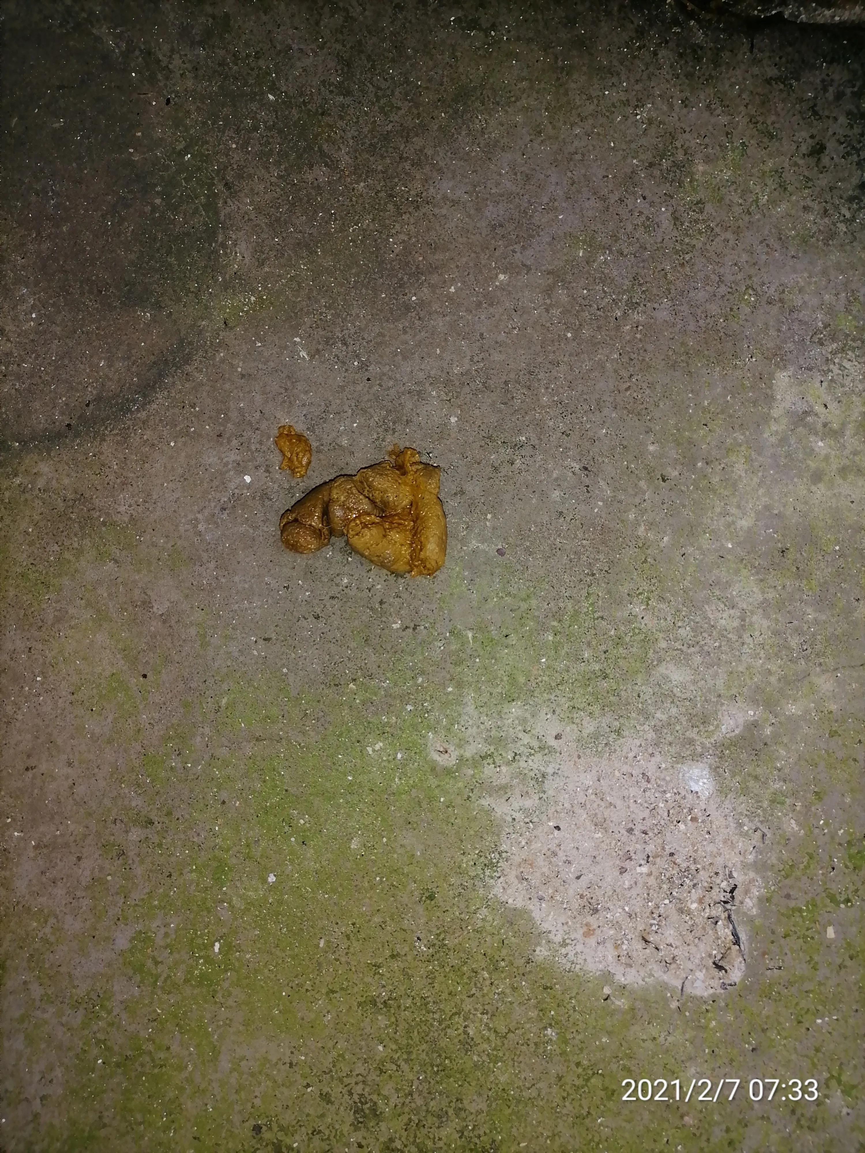 犬细小治疗心得,犬细小发病图片