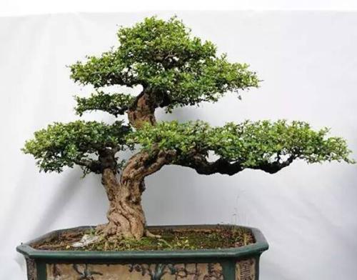 养盆景技巧,盆景修剪的基本方法