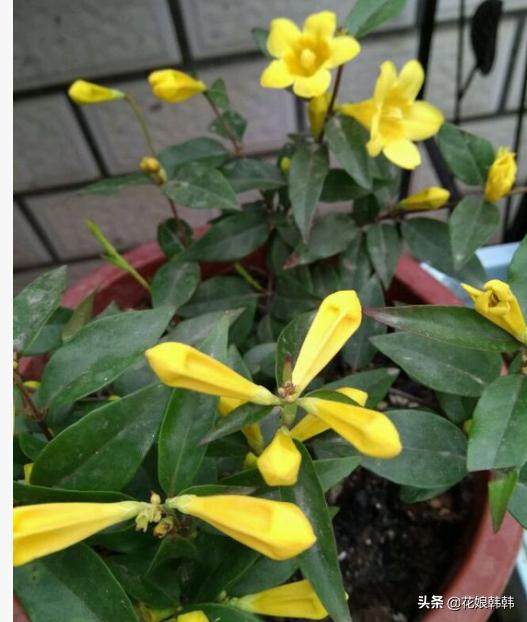 什么花比茉莉还好养,四季茉莉花哪个品种好养