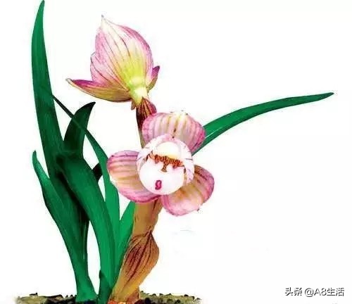 春兰姜氏荷兰名品欣赏,姜氏荷兰花春兰