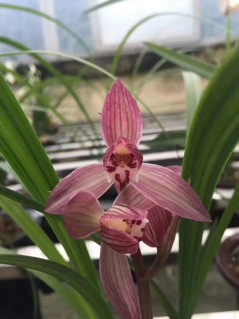 兰花叶片发黑怎么回事,兰花叶片发黑是什么原因