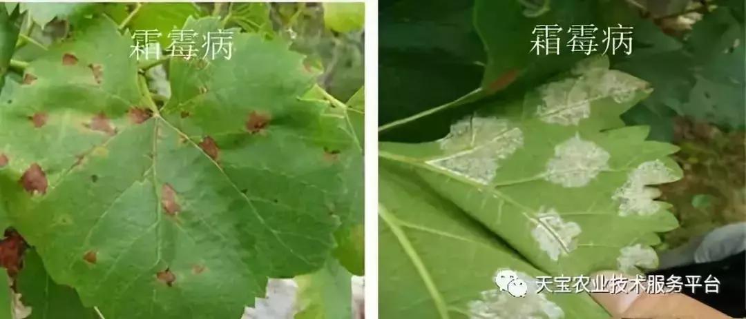 白芨病害及防治,白粉病用药防治