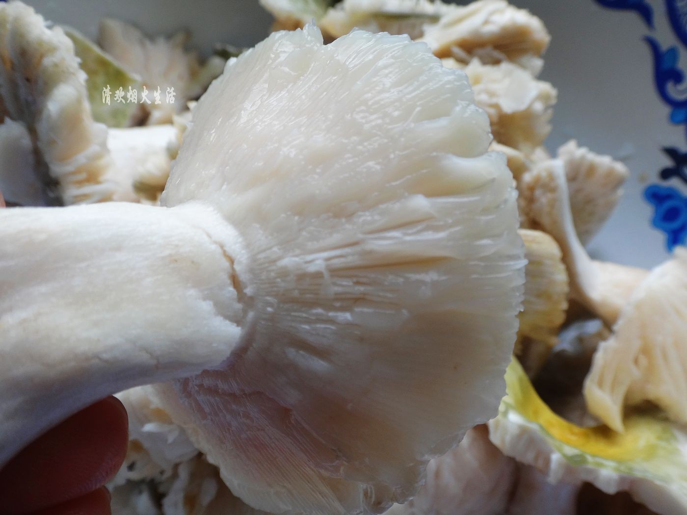 野生菌直接放水里清洗是错误的,教你两招,轻松吃干净美味的菌子