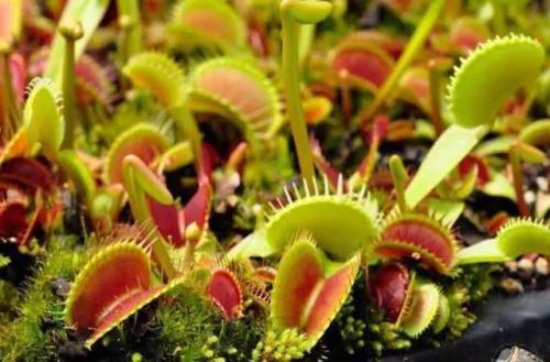 家里蚊子多养食虫植物,家里常见的几种虫子吃蚊子