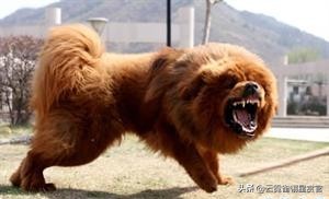 世界上最凶猛的狗美国比特犬,比特犬比狮虎豹更凶残