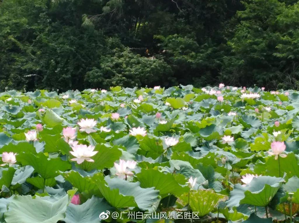广州有荷花的地方,广州周边的荷花景点推荐