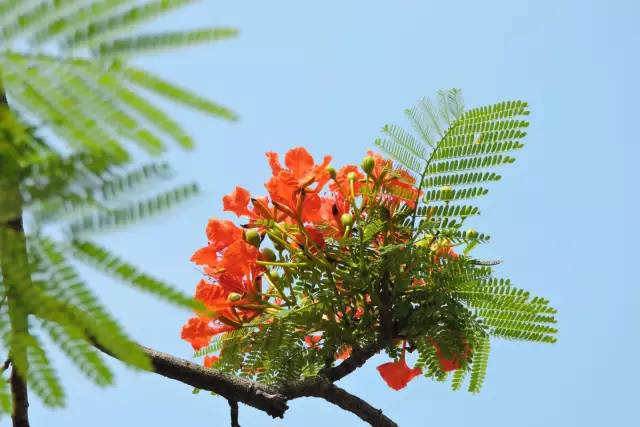 毕业季的凤凰花和栀子花,毕业季凤凰花开的时候