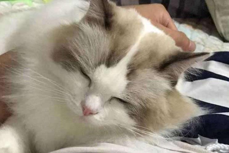 猫咪容易抓坏沙发怎么办,家里猫咪不养了怎么处理