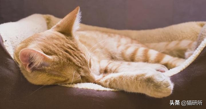 猫咪打了抗体会有什么症状表现,疫苗抗体多久检查一次