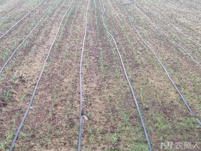 玉米花生种植高产技术,玉米高产高效种植技术