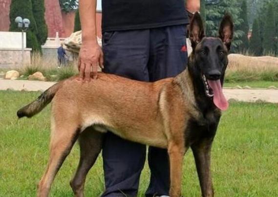 马犬有多厉害,马犬到底有多优秀