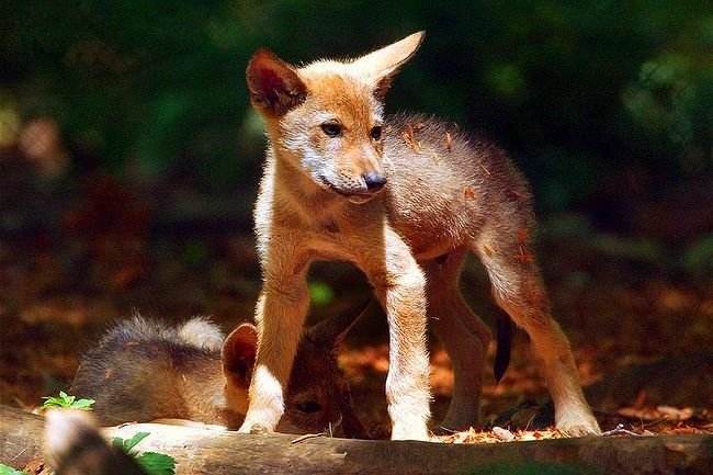 狼图腾大揭秘,狼图腾狼行天下
