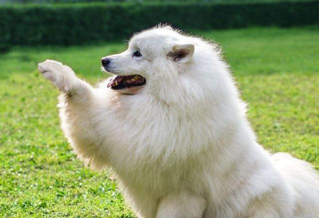 养萨摩耶需要注意些什么吗,养萨摩耶一个月需要花费多少钱