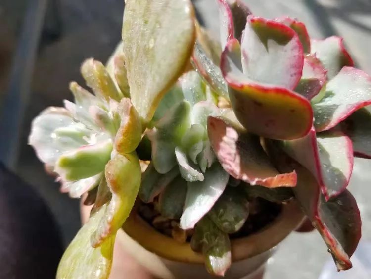 爱机车,爱多肉,宝妈花姐的诗和远方