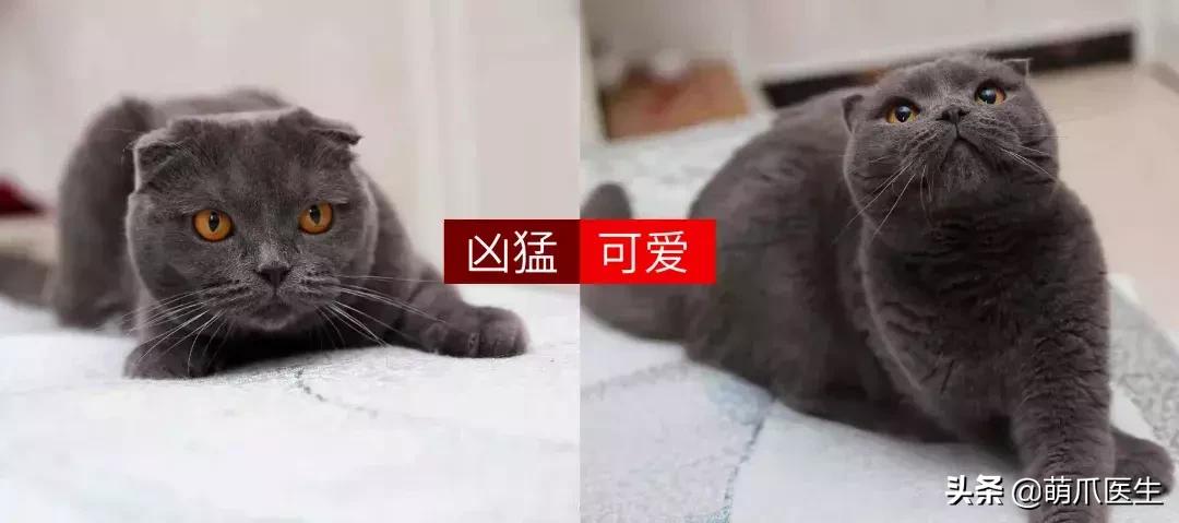 领养一只猫真的很难吗,领养很难