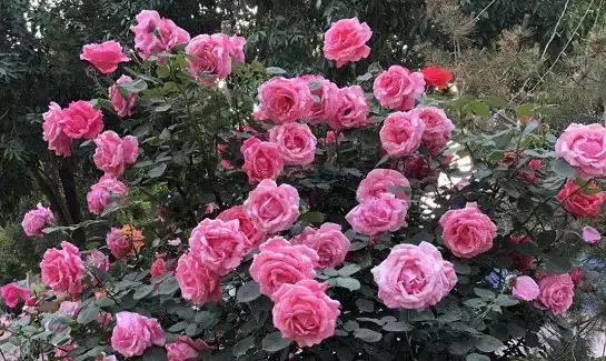 京东第一温泉度假村,京东第一温泉度假酒店618专享