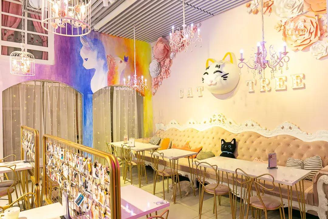 吃饭玩耍一体店,吃饭撸猫二选一