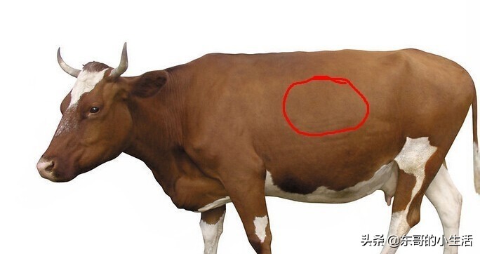 牛身上的肉各部位回民的叫法,牛身上哪个部位的肉最适合烤肉