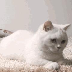 中国猫的雅称,猫生百态包括什么