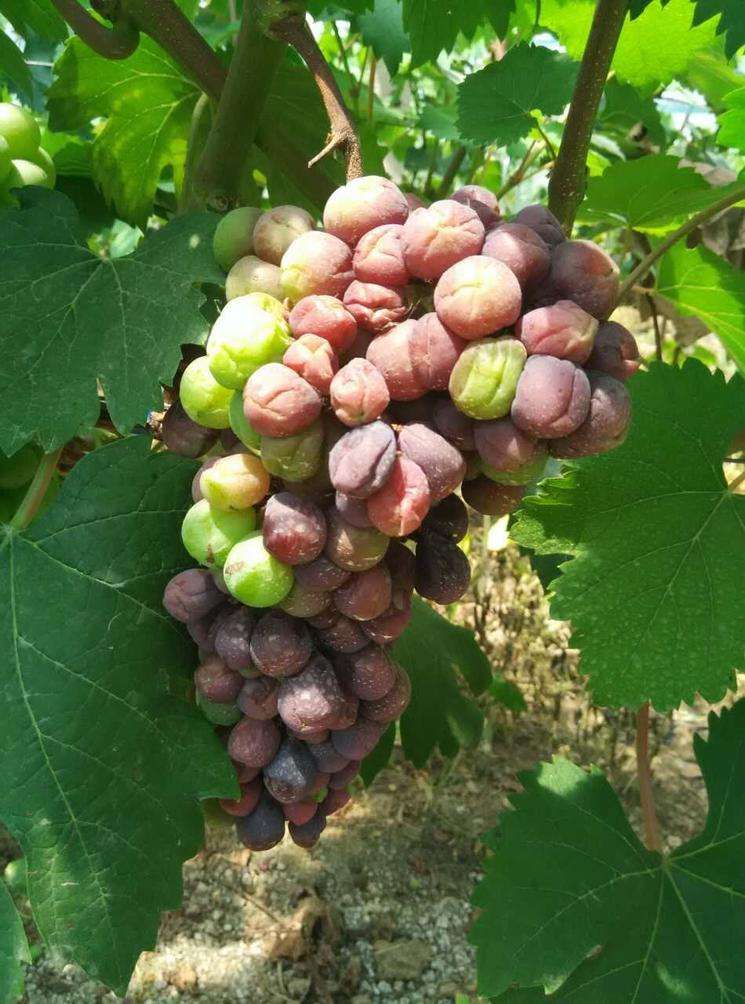 葡萄防日灼伞罩选什么颜色好,葡萄日灼和气灼的图片