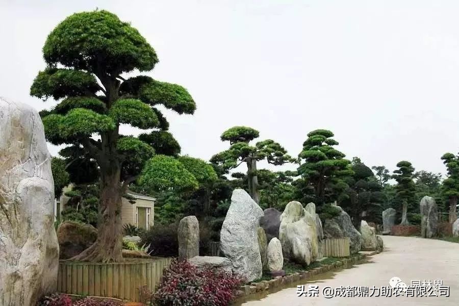 苗价大幅上涨,一类苗涨价