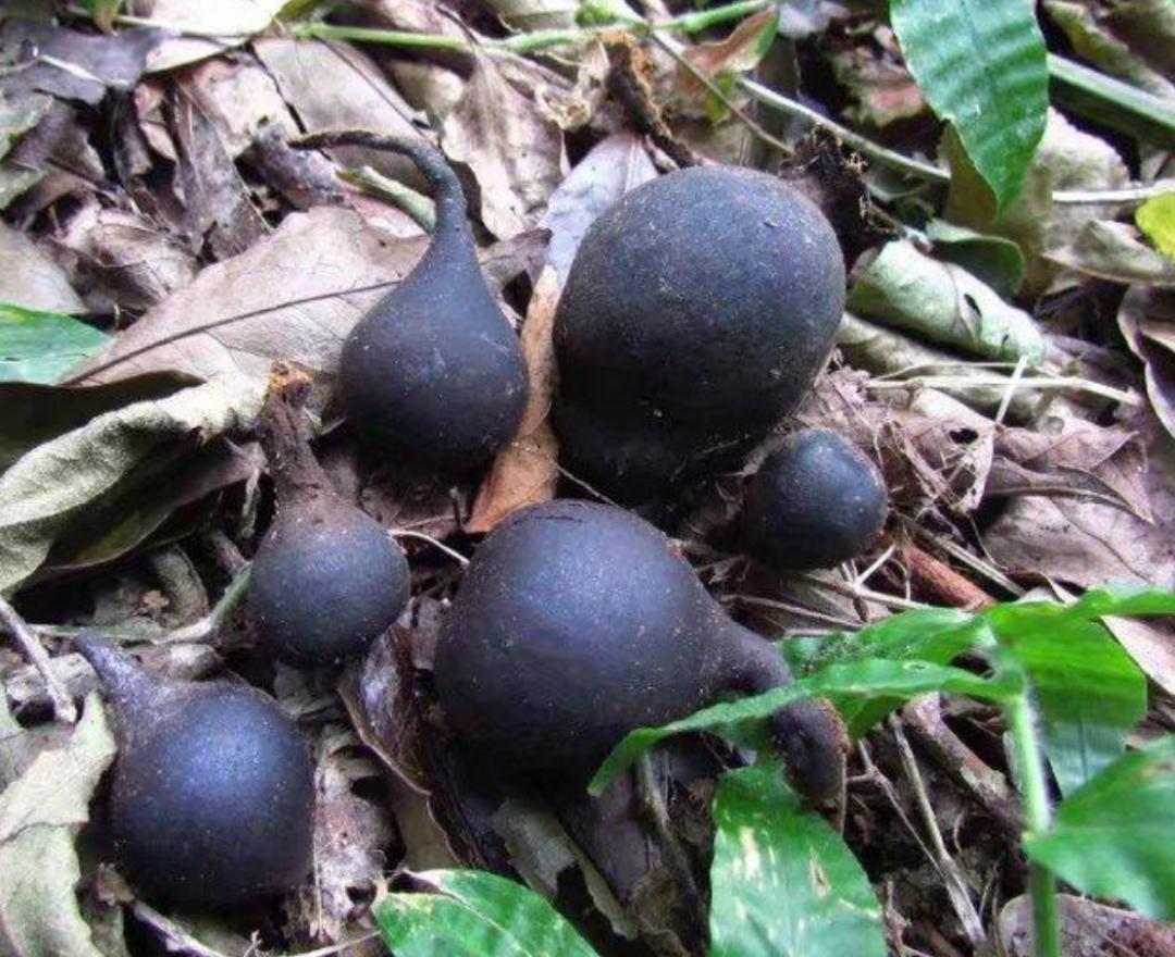 黑柄炭角菌长树上,黑柄炭角菌可食吗