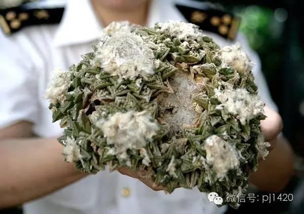 一棵牡丹能长到多大,一棵牡丹花能活多少年