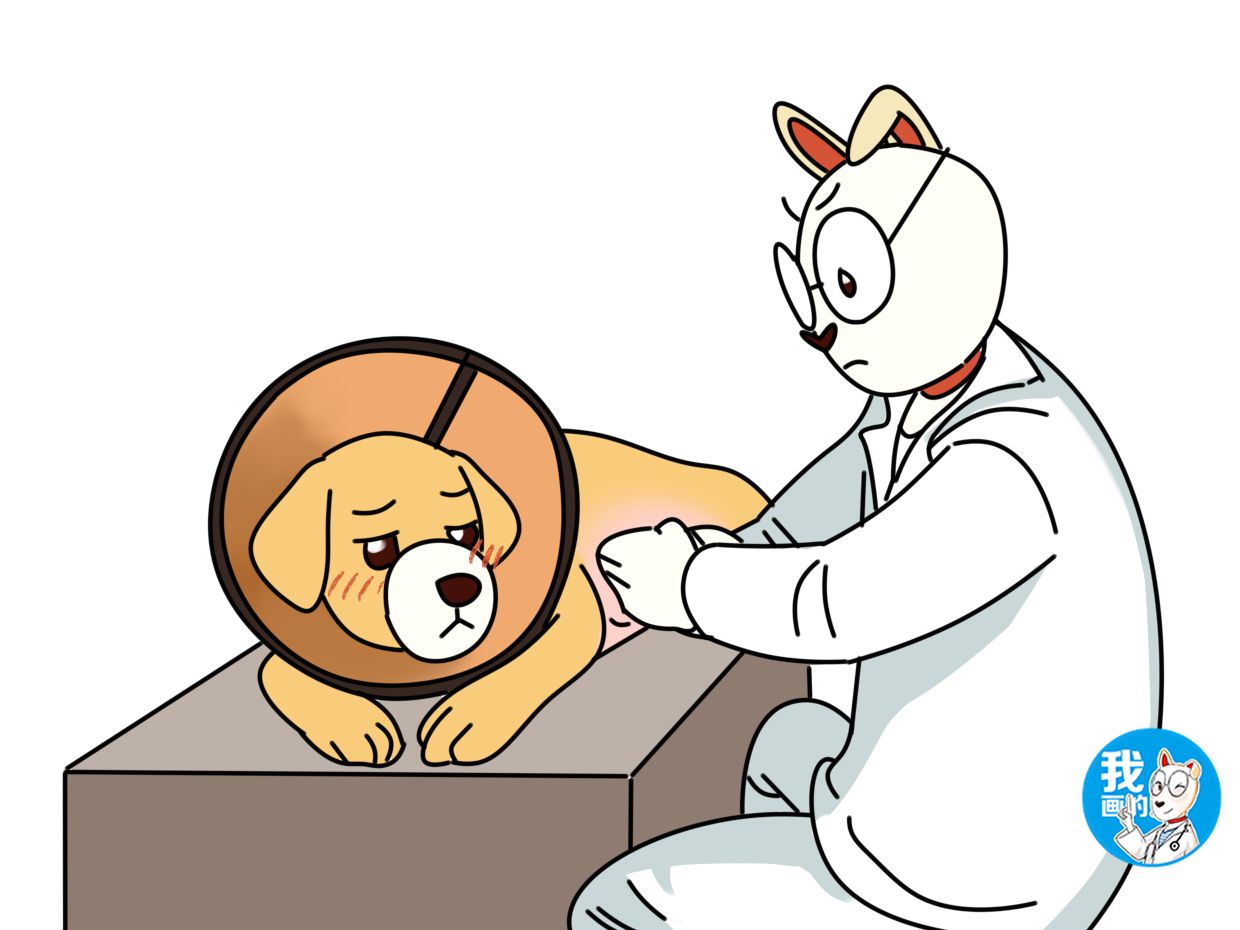 母狗真怀孕和假怀孕的区别,小奶狗出现呕吐症状