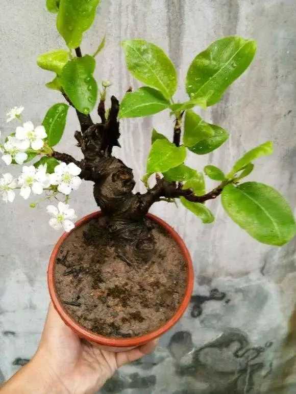 梨树盆景的寓意,梨树盆景大全欣赏