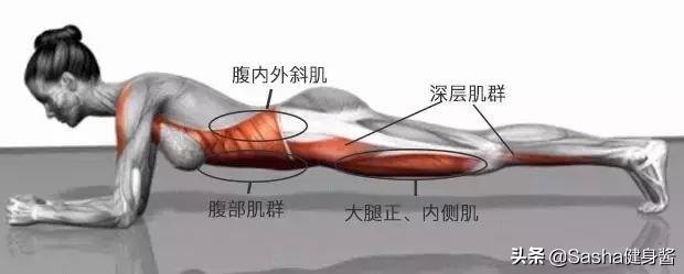 核心肌群肌肉力量训练,核心肌肉群锻炼方法图解
