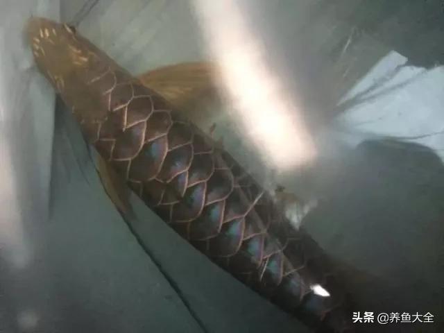 马来西亚买海鲜,怎么样直接从马来西亚购买龙鱼