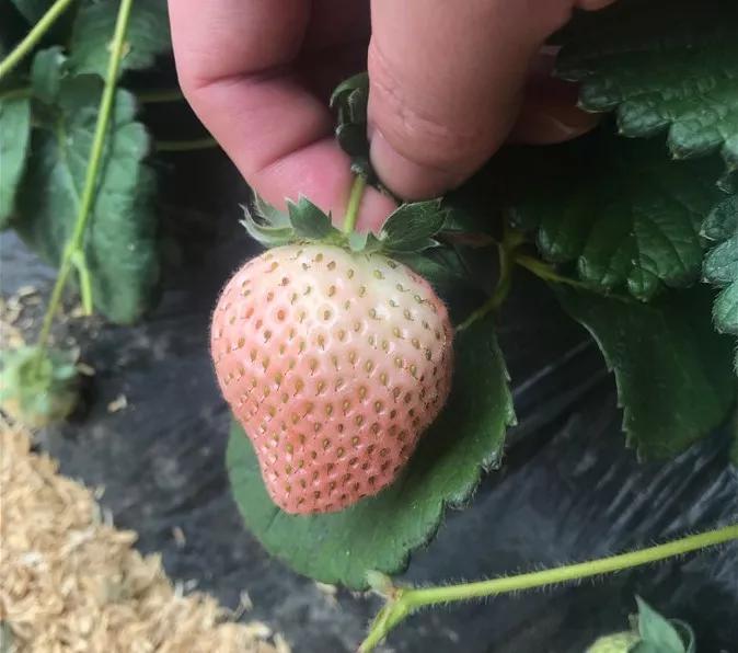 草莓品种栽培类型及主要优良品种,适合半促种植的草莓品种