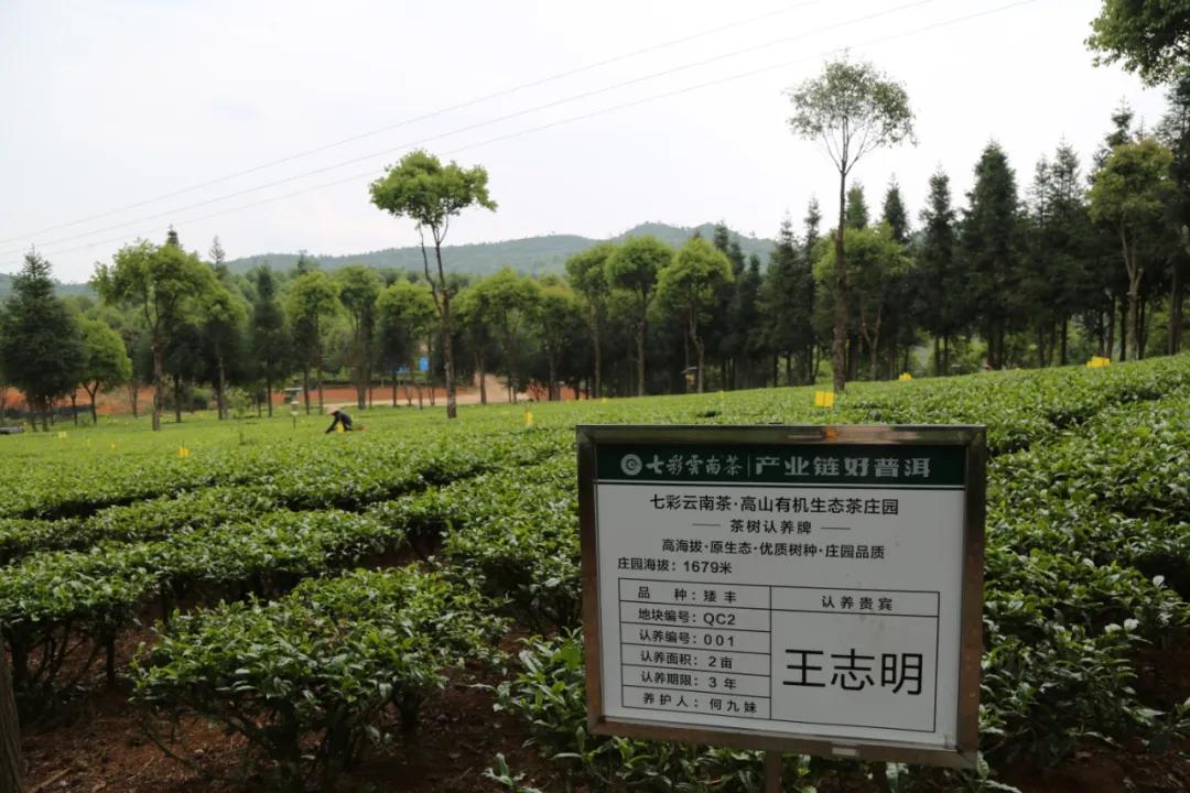 庆沣祥七彩云南普洱,庆沣祥七彩云南名门普洱