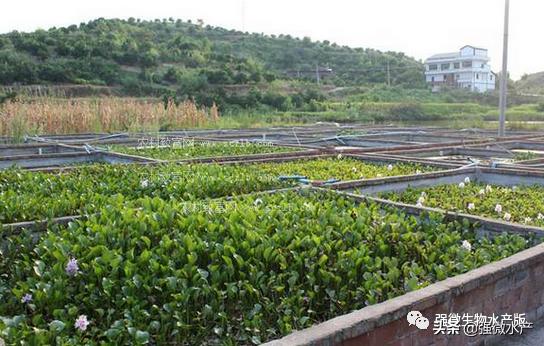 黄鳝微流水大棚养殖技术,黄鳝静水养殖技术