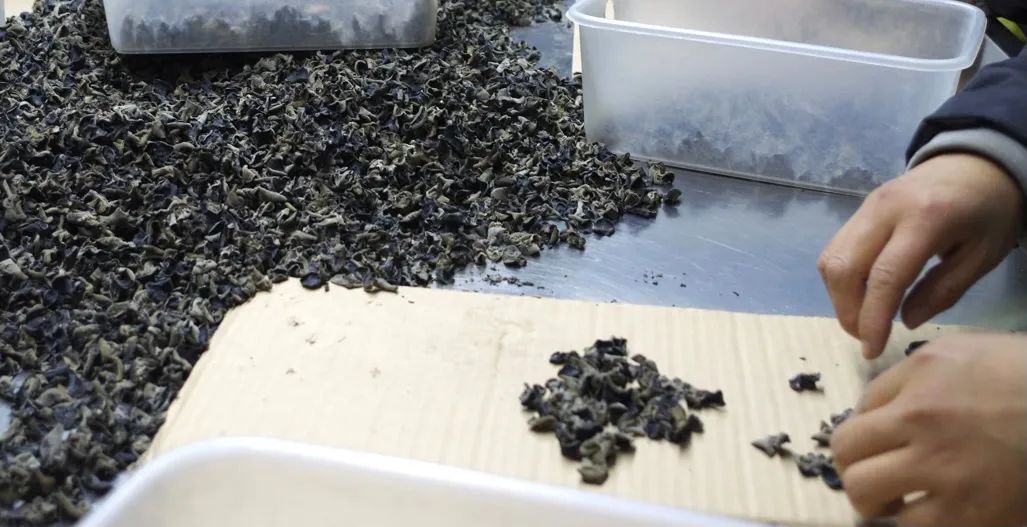 为什么市场上的木耳那么便宜,现在的木耳价格是什么样