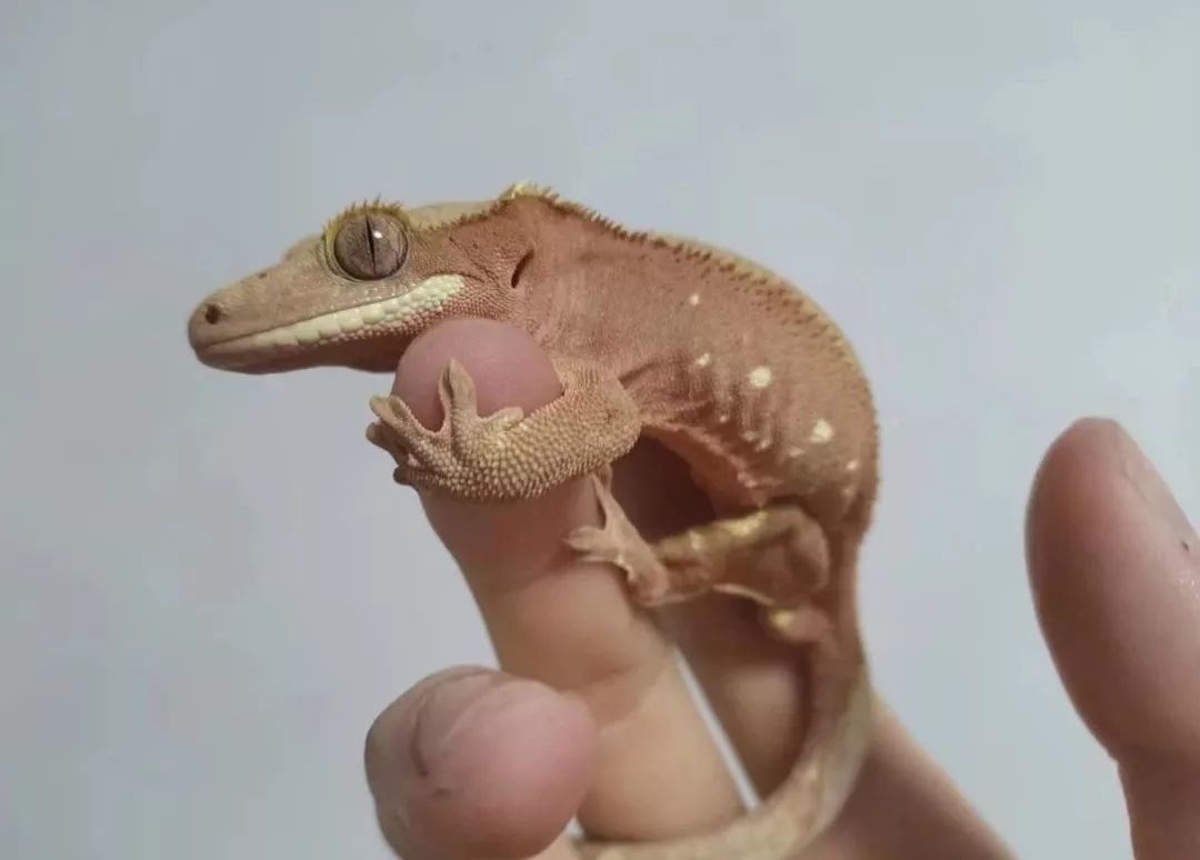 一群博士硕士,动不动“鬼混”到半夜,却干成了件人人称赞的事