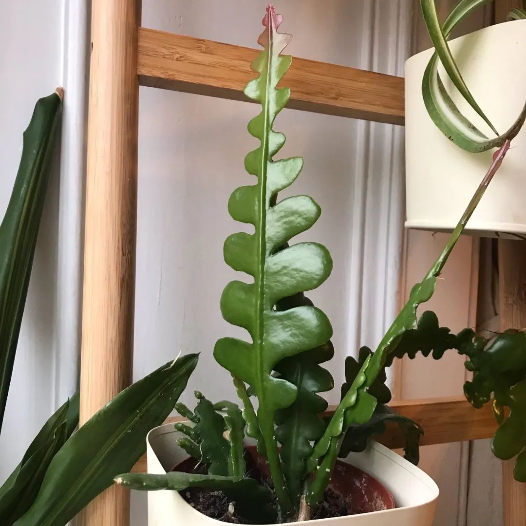 家里养的盆栽鱼骨令箭不开花,叶子发皱,可能是这5点没做好