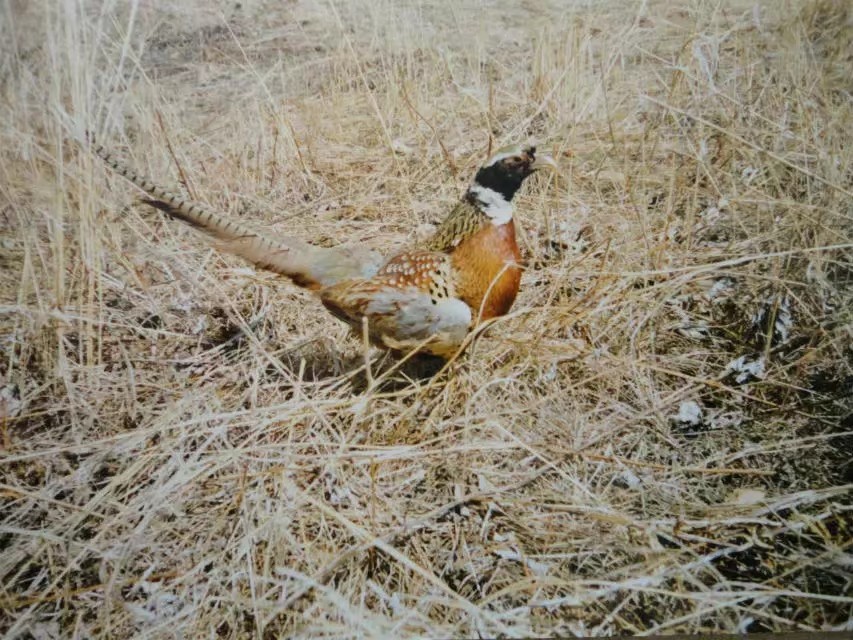 伊春林区往事,伊春林区往事1982年