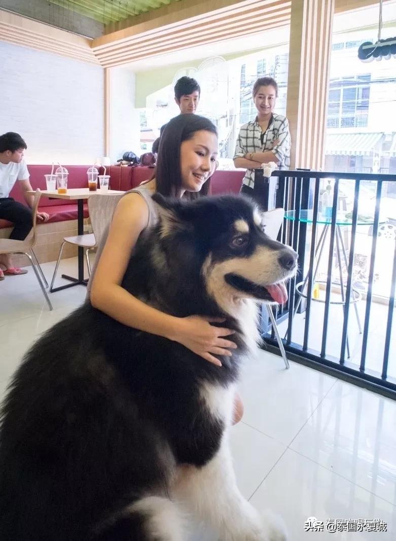 曼谷BigDogCafe|想把每一只狗狗偷偷打包带回家！