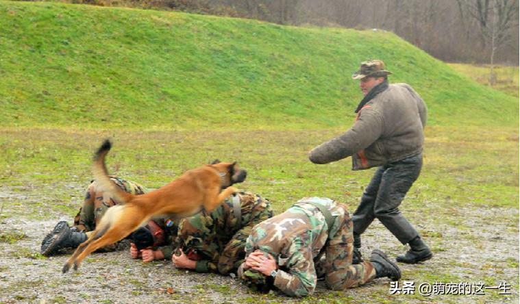 军犬退役后的出路,军犬退役怎么样才能养活