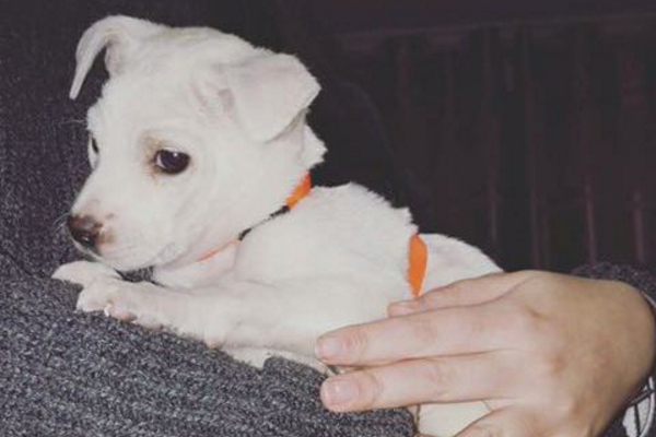 中华田园犬不娇贵,中华田园犬新手饲养攻略