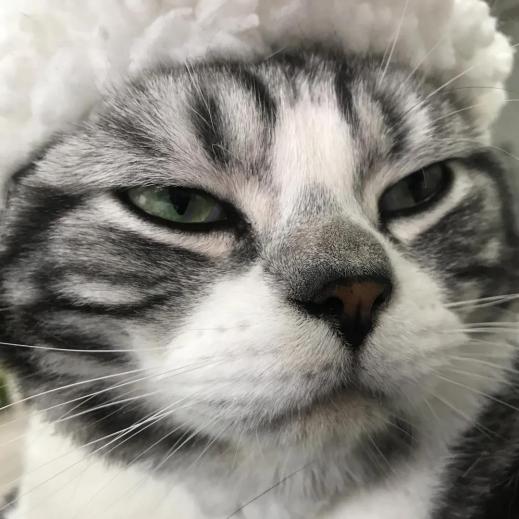 撸猫福音读懂猫咪这18个肢体语言,科学的撸猫